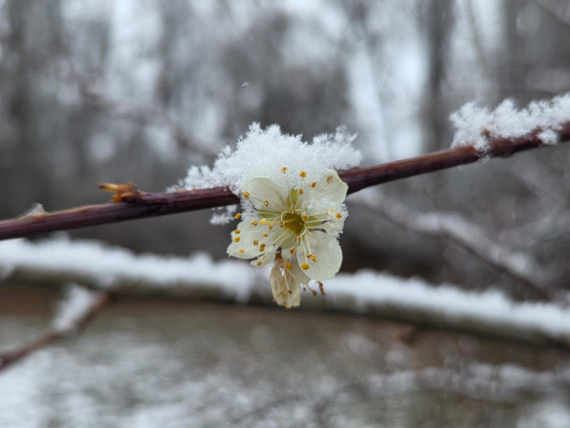 Çiçek açan ağaçlar
