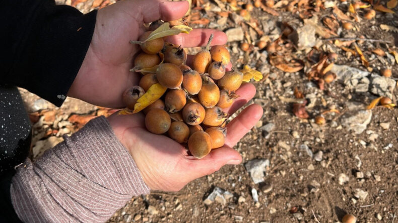 30 Yıl &Ouml;nce Ger&ccedil;ekleşen Gizemli Aşı ile 150 Lira Kilosu Olan Meyve