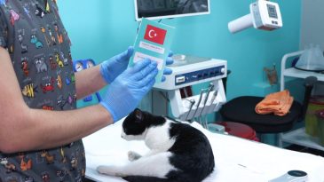 31 Aralık Son G&uuml;n: &Ccedil;ipsiz Evcil Hayvanlara Para Cezası
