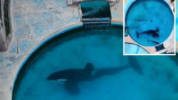 33 Yıllık Esaret: D&uuml;nyanın En Yalnız Katil Balinası Hayatını Kaybetti