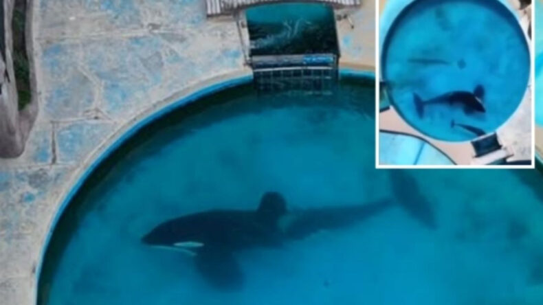 33 Yıllık Esaret: Dünyanın En Yalnız Katil Balinası Hayatını Kaybetti