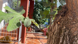 70 Yıllık Dut Ağacından İncir Ağacı Doğdu