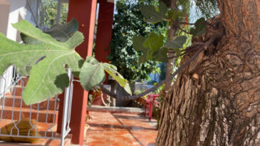 70 Yıllık Dut Ağacından İncir Ağacı Doğdu