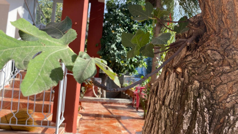 70 Yıllık Dut Ağacından İncir Ağacı Doğdu