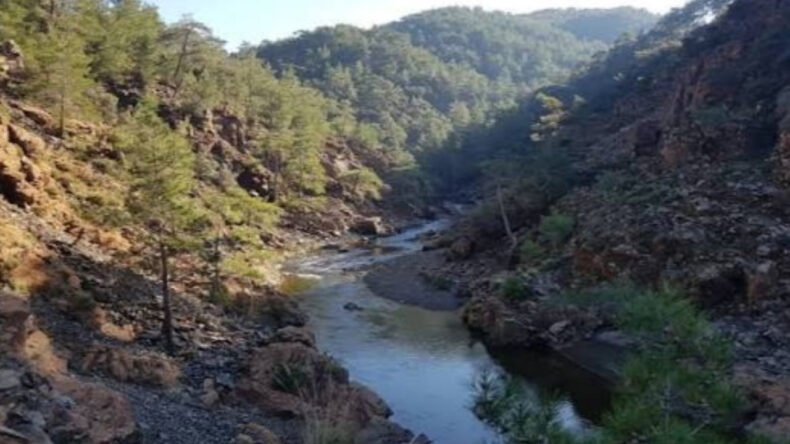 92 Bin Ağa&ccedil; Kesilecekti, Mahkeme "Dur" Dedi