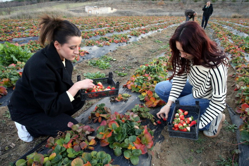 Çilek Hasadı