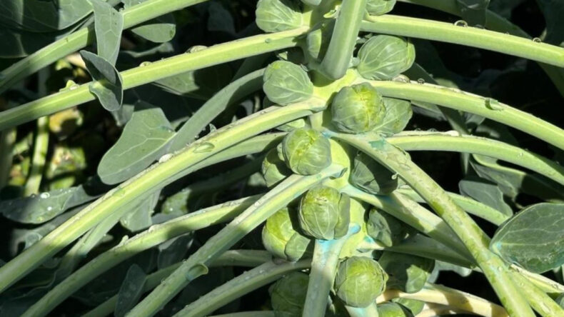 Adı Brüksel ama İznik’ten çıkıyor! Hollanda ve Rusya'ya gönderiliyor