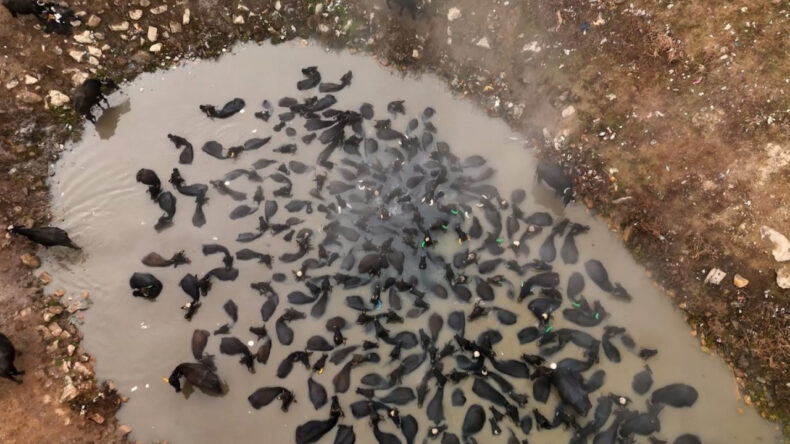 Afrika Değil Türkiye: Mandalar Kaplıcaya Akın Etti