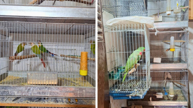 Antalya'da Belgesiz Olarak Bulunan 24 Papağan Yakalandı