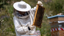 Arıcılığa Mesleki Standart Geliyor