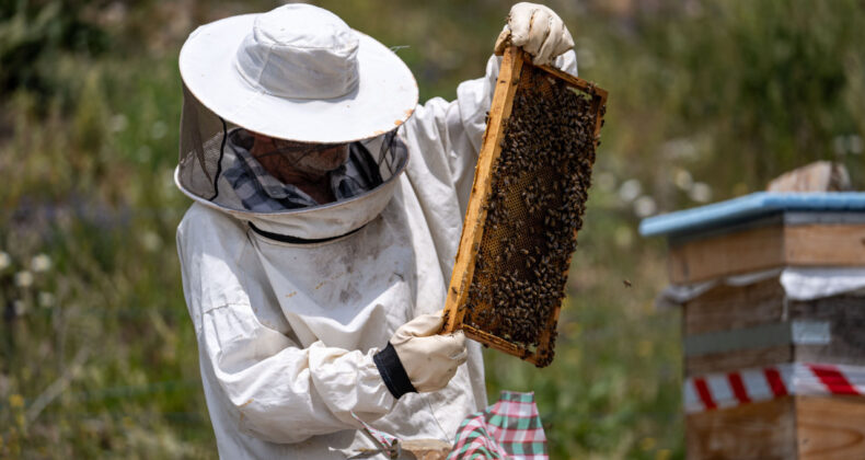 Arıcılığa Mesleki Standart Geliyor