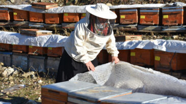 Arıcılıkla Beş &Ccedil;ocuğuna &Uuml;niversite Eğitimi Sağladı