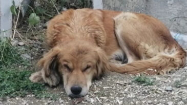 Art Arda Yaşanan K&ouml;pek &Ouml;l&uuml;mleri Nedeniyle Belediyeden Tepki