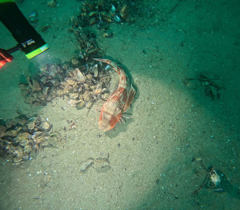 Marmara Denizi Dalış Çalışması
