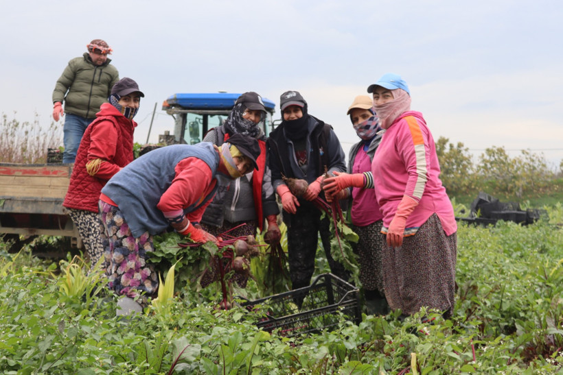 Kırmızı Pancarın Faydaları