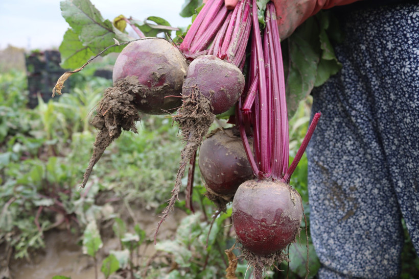 Kırmızı Pancar Hasadı