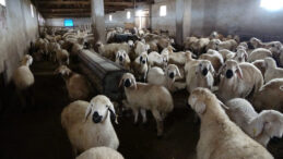 Babasıyla Tartıştı, Vadeli Koyun Alarak 3 Bin Hayvanlı S&uuml;r&uuml;ye Sahip Oldu