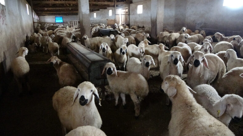 Babasıyla Tartıştı, Vadeli Koyun Alarak 3 Bin Hayvanlı S&uuml;r&uuml;ye Sahip Oldu