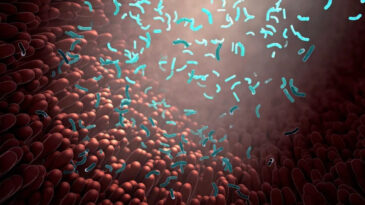 Bağırsak Sağlığınızı Tehdit Eden Kimyasallar: Yeni Araştırma Ortaya &Ccedil;ıkardı