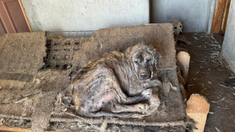 Barınak Değil İşkencehane: Hayvanlar Açlıktan Birbirini Yedi