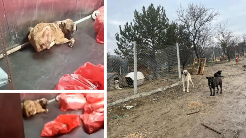 Barınakta K&ouml;pek Katliamı: Soruşturma Başlatıldı