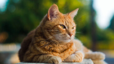 Bilim İnsanları A&ccedil;ıkladı: Kedinizle İletişim Kurmanın Basit Bir Yolu Var