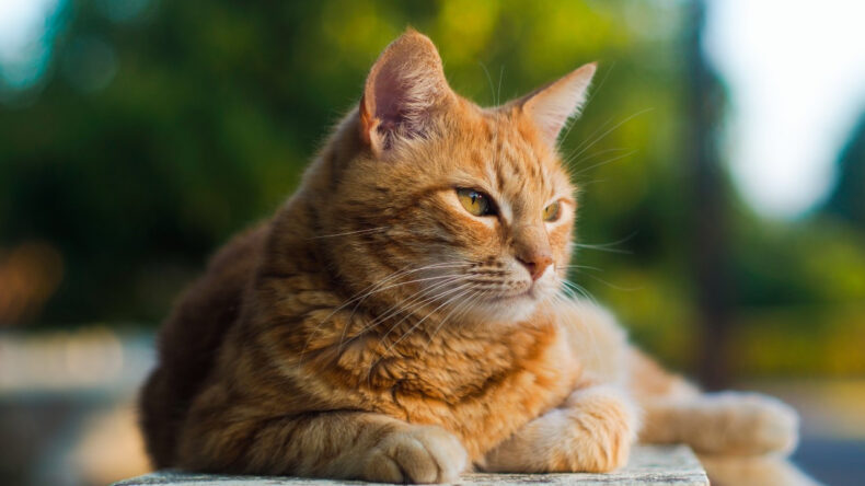 Bilim İnsanları A&ccedil;ıkladı: Kedinizle İletişim Kurmanın Basit Bir Yolu Var