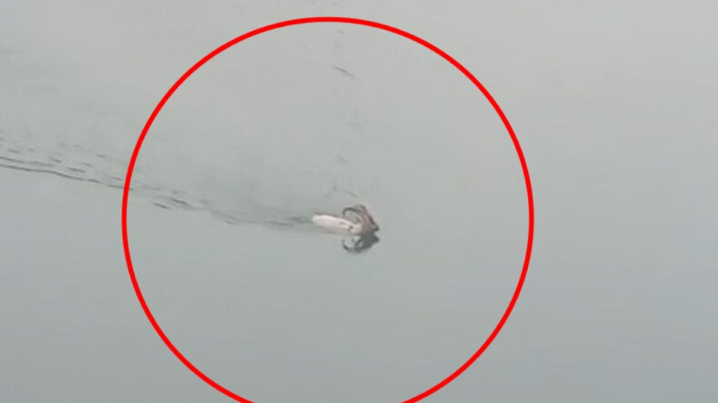 Bingöl'den Elazığ'a Yüzerek Geçti