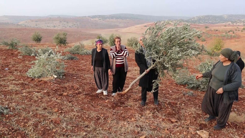 Binlerce Ağa&ccedil; K&ouml;k&uuml;nden Kesildi