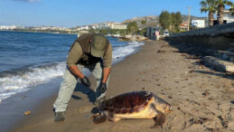 Bir Haftada &Uuml;&ccedil; Deniz Kaplumbağası &Ouml;l&uuml; Bulundu: Uzmanlar Endişeli