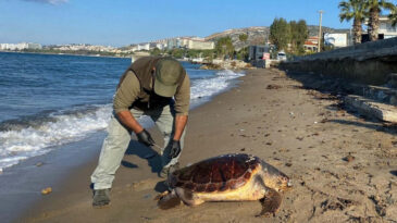 Bir Haftada &Uuml;&ccedil; Deniz Kaplumbağası &Ouml;l&uuml; Bulundu: Uzmanlar Endişeli