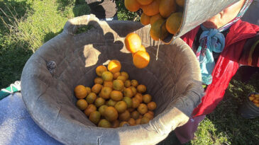 Bodrum Mandalinası Tezg&acirc;ha İndi: Sofraya Gelene Kadar Fiyatı &Uuml;&ccedil; Kat Artıyor
