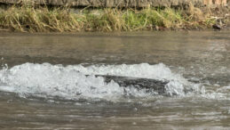 Bodrum'da Su Hattı Patladı: Evler Sular Altında Kaldı