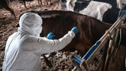 Bolu'da Şap Karantinası Sona Erdi: Hayvan Pazarı Yeniden A&ccedil;ıldı