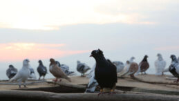 Bor&ccedil; G&uuml;vercinleri Vurdu: İcradan Satılığa &Ccedil;ıktı