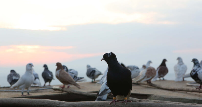 Bor&ccedil; G&uuml;vercinleri Vurdu: İcradan Satılığa &Ccedil;ıktı