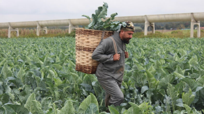 Brokoli Fiyatlarında Artış: Tarlada 10, Pazarda 70 TL