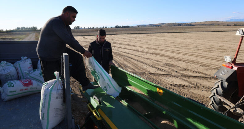 Buğdayda B&uuml;y&uuml;k Endişe