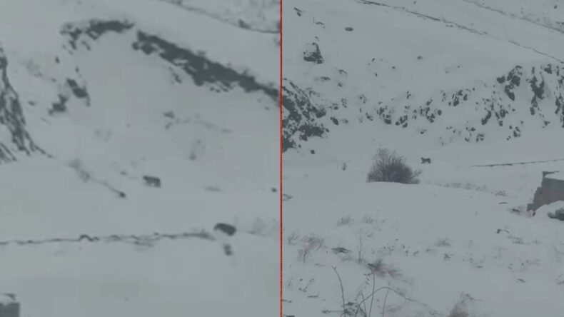 A&ccedil; Kalan 3 Vaşak K&ouml;ye İndi