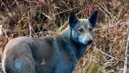 &Ccedil;ernobil'deki Mavi K&ouml;peklerle İlgili Dikkat &Ccedil;eken İddia