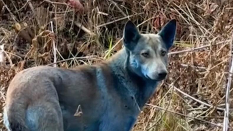 Çernobil'deki Mavi Köpeklerle İlgili Dikkat Çeken İddia