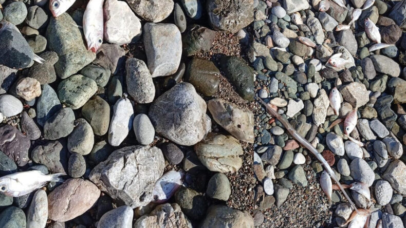 &Ccedil;eşitli T&uuml;rlerde &Ouml;l&uuml; Balıklar Kıyıya Vurdu