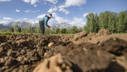 &Ccedil;ift&ccedil;iler Kuraklığa Dayanıklı Tohum Deniyor