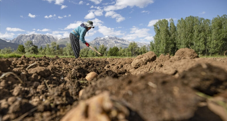 &Ccedil;ift&ccedil;iler Kuraklığa Dayanıklı Tohum Deniyor