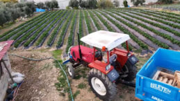 &Ccedil;ilek Hasadı Başladı: Bah&ccedil;e Fiyatı 130 Lira