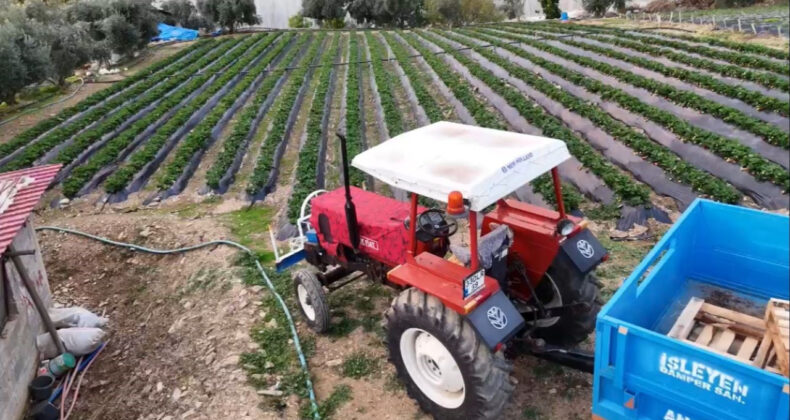 &Ccedil;ilek Hasadı Başladı: Bah&ccedil;e Fiyatı 130 Lira