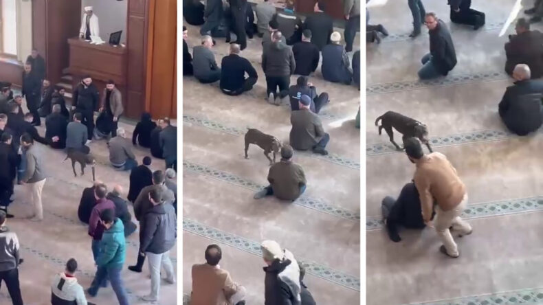 Cuma Vaazı Sırasında Camiye Pitbull Girişi