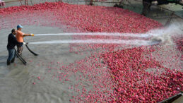 Dereye girmeden tezgahta yer almıyor