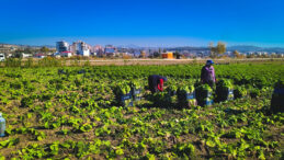 Dert Yandı: Bir Kasası 300 TL Olmalıydı, 50 TL'ye Kavga D&ouml;v&uuml;ş Satıyoruz