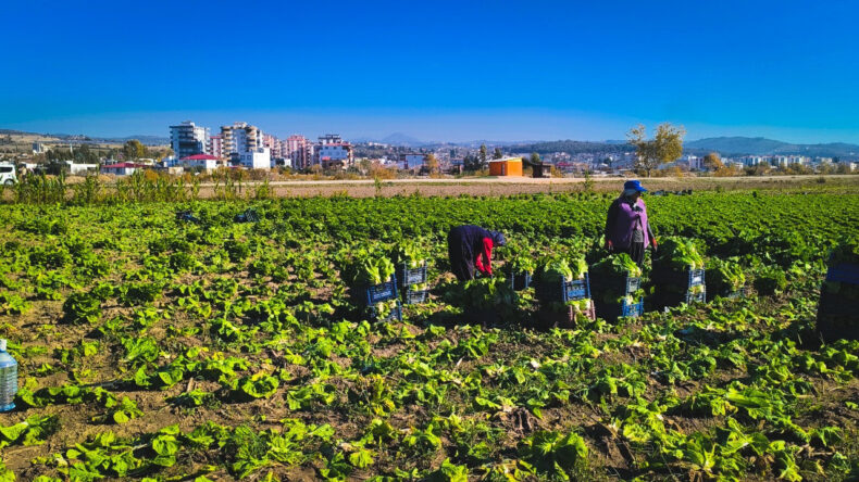 Dert Yandı: Bir Kasası 300 TL Olmalıydı, 50 TL'ye Kavga D&ouml;v&uuml;ş Satıyoruz